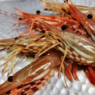 Live sweet shrimp (amaebi)