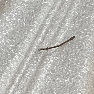 Is this a bug antenna?