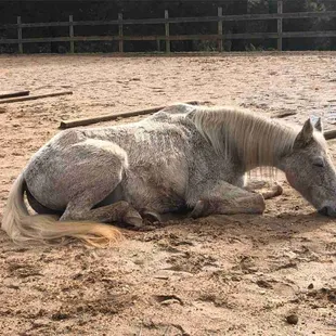 Donate to save a horse or human. Our program offers scholarships and sliding scale.