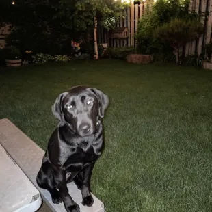 a black dog sitting on a picnic table