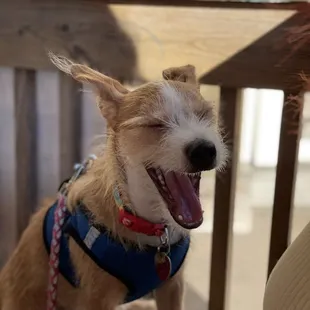 Dog friendly! Meet butter, on patio only.