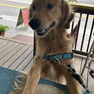 Loves our homemade treats!