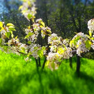 White blossoms