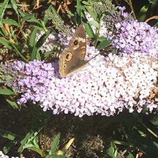 Butterflies in the butterfly and bee attracting/friendly garden located at the entrance behind the Costco. Hummingbirds here too
