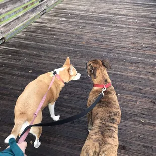 Crossing the bridge at this dog friendly park