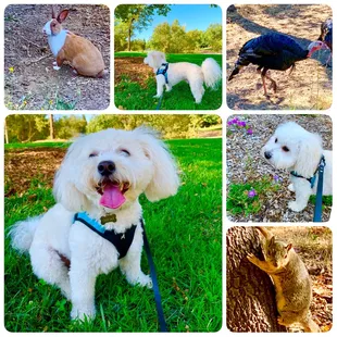 Dog animals