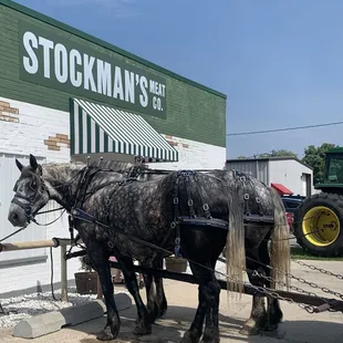 two horses pulling a wagon