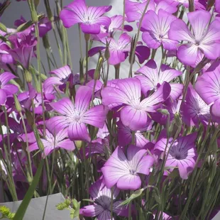 bunch of purple flowers