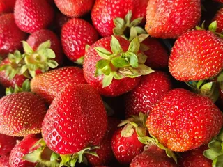 Strawberries Picked Fresh Daily