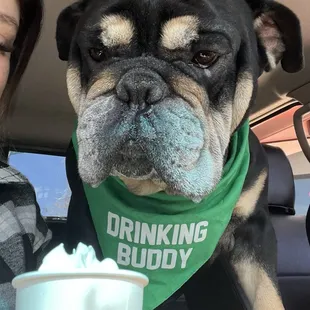 St pattys Pup cup..