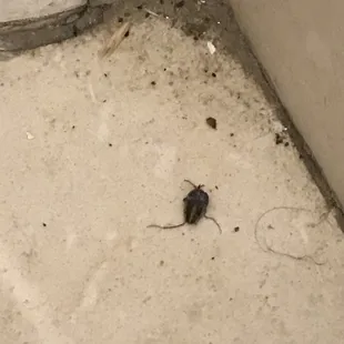 El lugar mas asquerosidades cucarachas muertes todo sucio
