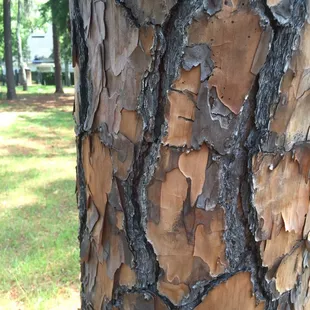 Cool bark!
