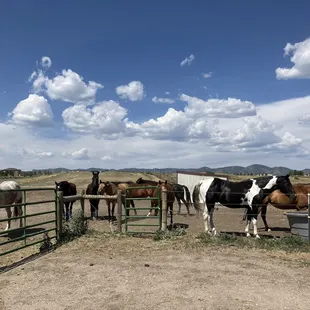 Stockton’s Plum Creek Stables