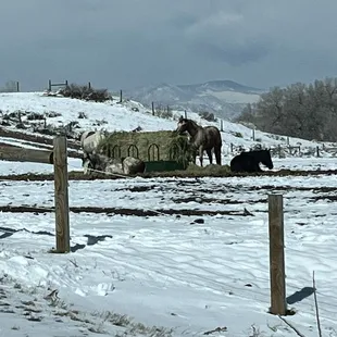 Horses in pasture