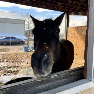 Horse in a stall