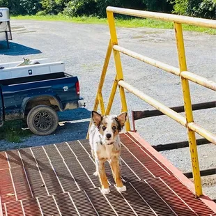 Looks like he's saying, "Hey ya'll! Come on down to the Flemingsburg Stockyards!"