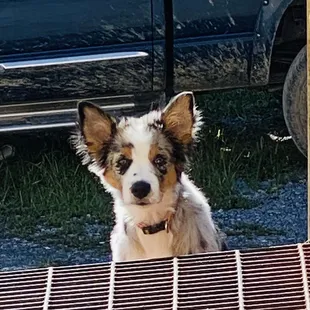 Cute Blue Heller pup getting some sun on his break from the office.