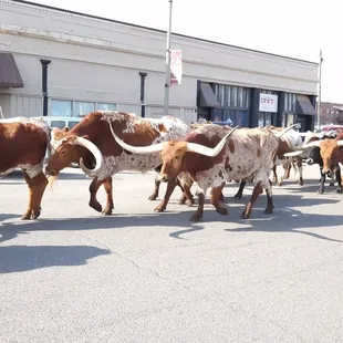 St. Patty's Day parade