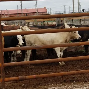 Skinny Cattle