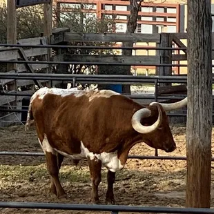 This is cattle