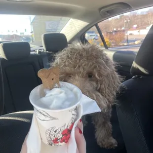 Pup cup about to be eaten