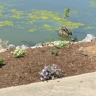 Loved the turtles