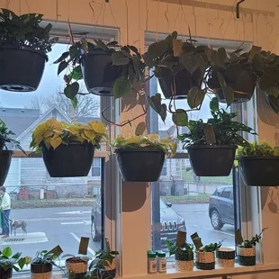 Hanging plants