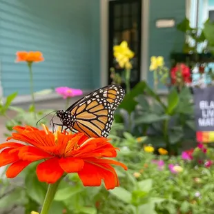 Pollinator Plants line the walk and exterior of the shop.