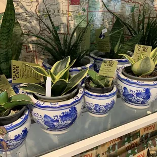 Cute snake plants and pots