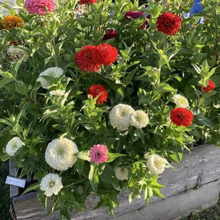 a variety of flowers