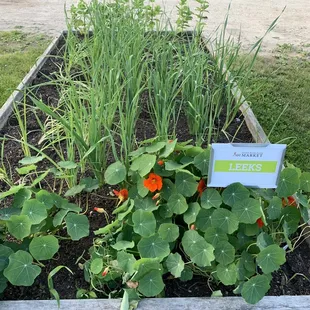 a variety of vegetables growing in a raised bed