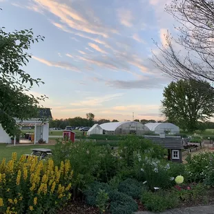 a variety of plants and flowers