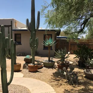 Stone Cactus Waterfalls