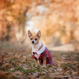 Great spot for fall photos