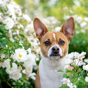 Do you see the beautiful roses in the springs?