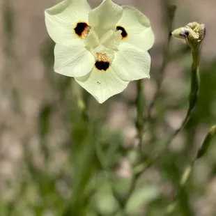 Gorgeous flower in bloom!