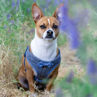 Spring flowers and roses.