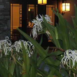 Delicate Spider Lilies in front
