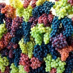 a bunch of grapes on display