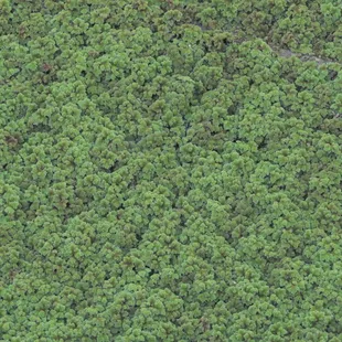 Most of the barely visible pond was covered in a thick blanket of azolla (water fern)