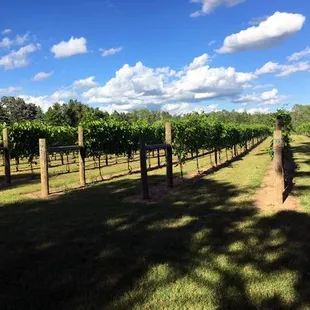 Stroll our gorgeous vineyards or find a place to read a book or picnic.