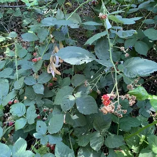 Blackberries (Sep 2023)