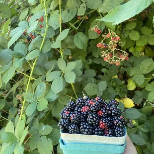Blackberries