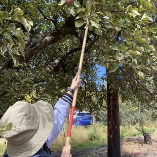 Apple picking fun!