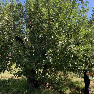Apple trees (Sep 2023)