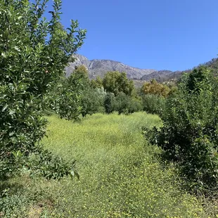 Apple trees (Sep 2023)