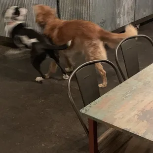 Dogs playing