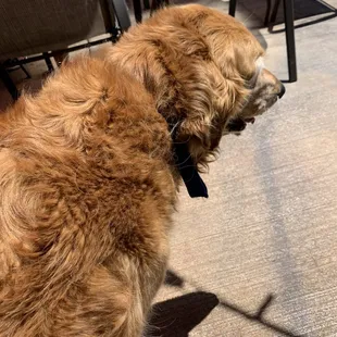 Dog is the owner here