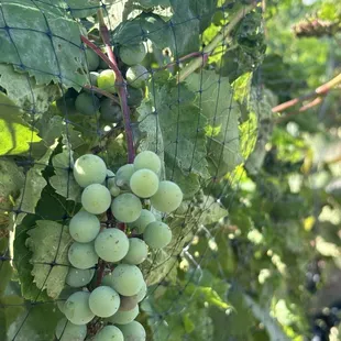 Almost harvest time!
