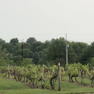 Vineyard